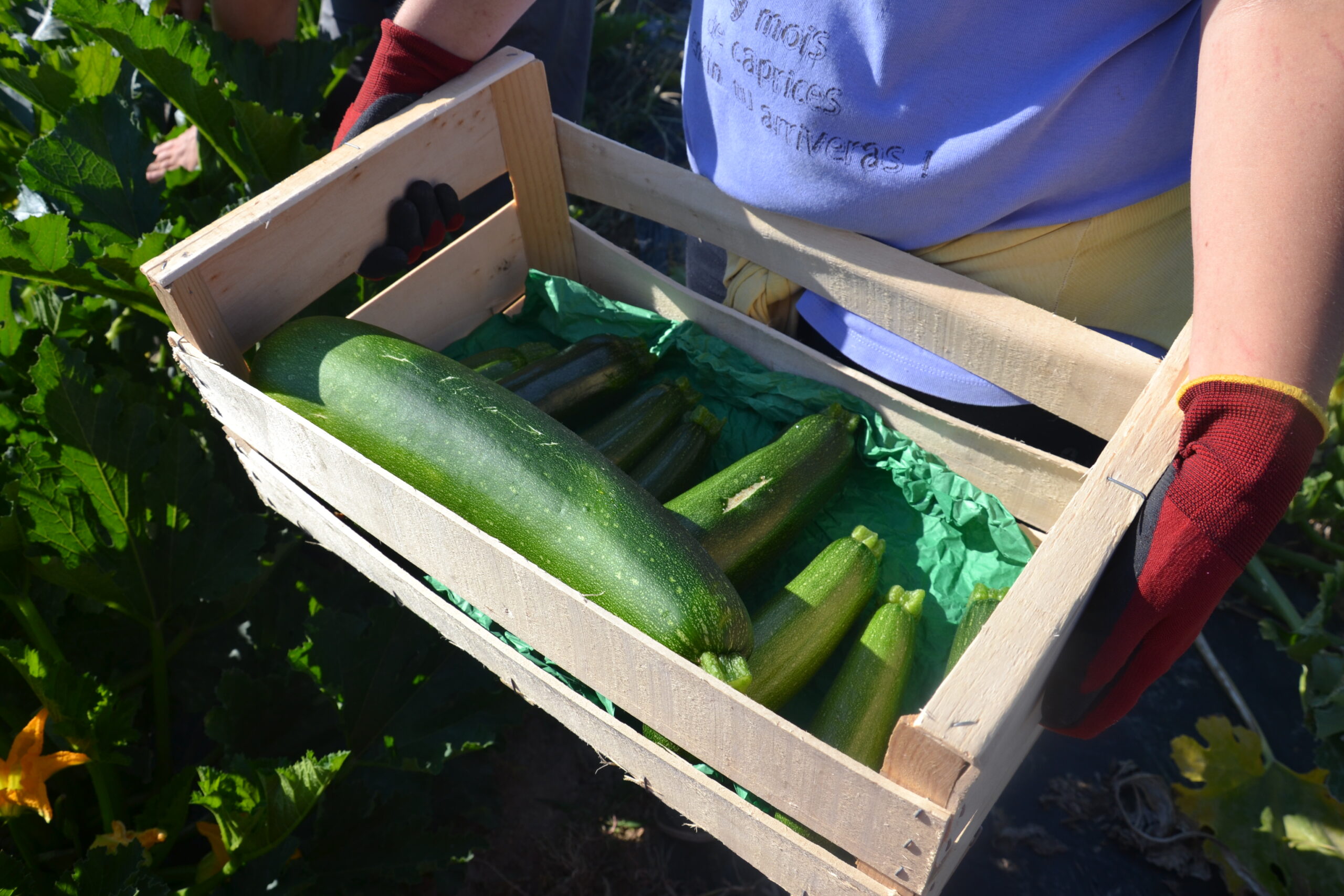 Salarié en parcours au jardin bio ramassant des courgettes pendant l'été pour la préparation des paniers de légumes.